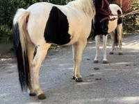 Yegua, Caballos — foto 5