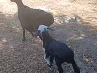 母羊, Sheep — 照片 1