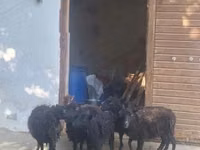 نعجة, Ouessant sheep — الصورة 1