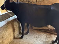 गाय, Russian Black pied cattle — फ़ोटो 5