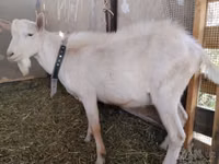 公山羊, Saanen goat — 照片 3