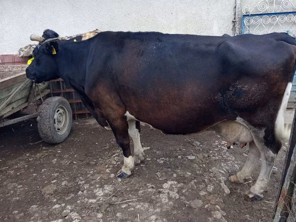 Vaca, Bovinos — Moldávia
