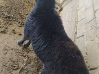 Ram, Sheep — photo 7