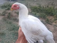 Chickens — foto 4