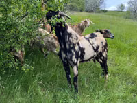 Ziegenbock, Ziegen — Foto 4