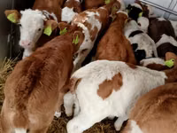 Cattle (batch, sex not specified), Simmental cattle — photo 6
