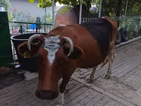 Vaca, Simmental cattle — foto 1