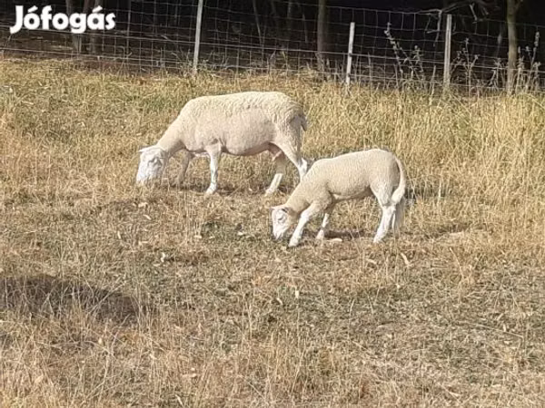 公羊, Sheep
