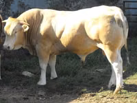 Buqa, Blonde d’Aquitane cattle — 1-rasm