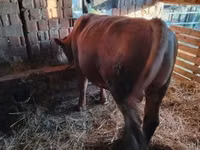 公牛, Limousin cow — 照片 4