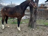 At, Arabian horse — foto 2