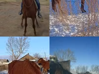 Cal, Kustanai horse — foto 1