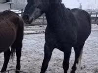 Ат, Липициан ат — сүрөт 3