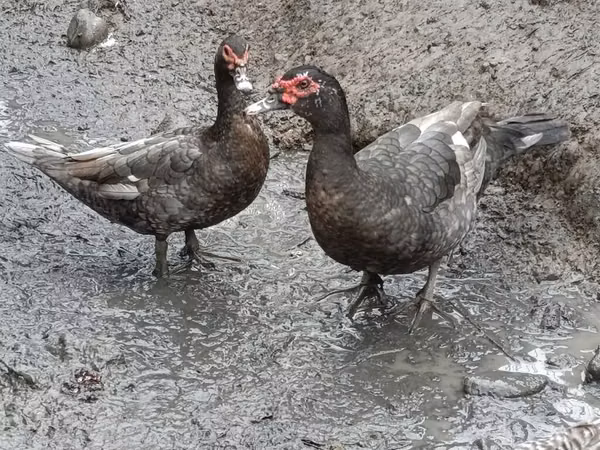 rață domestică Muscovy