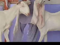 Capră, Gulabi goats — foto 2