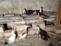 Ducks — photo 1