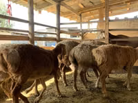 Schaf, Arashan sheep — Foto 7