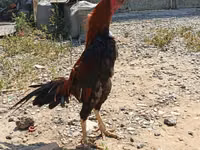 Chickens — الصورة 6