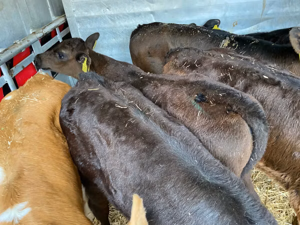 Bovine (lot, sex nespecificat), Aberdeen-Angus