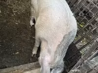 母猪, Pigs — 照片 6