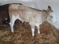 Toro, Simmental cattle — foto 3