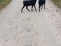 Capră, Murcia-Granada goats — foto 1