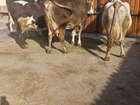 母牛, Holstein breed — 照片 1