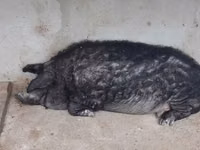 Vind jumate din porcină de mangalița — Foto 1