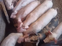 Scroafă, Porci — foto 2