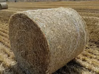 Продам круглые тюки соломы — сүрөт 4