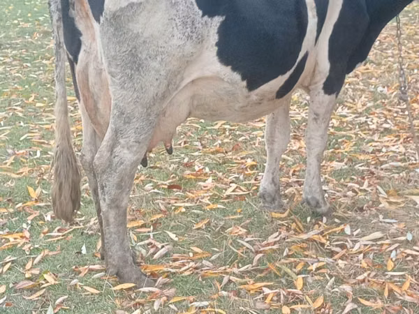 Vacă, Russian Black pied cattle