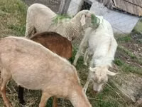 كبش, Merino sheep — الصورة 1
