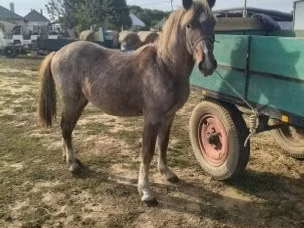 Hengst, Pferde