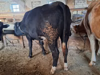 Vacă, Bovine — foto 2