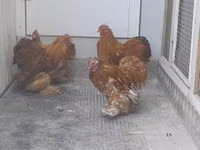 Pékin Bantam — photo 3