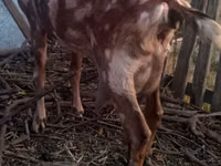 Cabro, Nubian Goat — foto 5