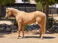 Iapă, Quarter Horse — foto 1