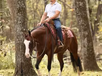 公马, Quarter Horse — 照片 6