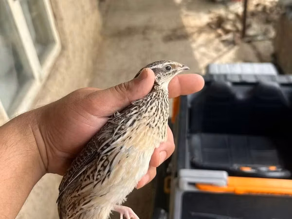 Italiana dorada