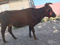 Cow, Cattle — photo 5
