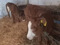 Sigir, Simmental cattle — 1-rasm