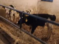 Bulle, Russian Black pied cattle — Foto 6