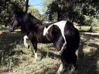 Atlar (partiya, cinsi göstərilməyib), American shetland pony — foto 2
