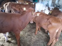 Taureau, Simmental cattle — photo 2