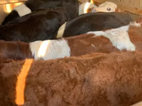 Bovine (lot, sex nespecificat), Simmental cattle — foto 2