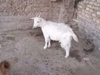 母山羊, Goats — 照片 2