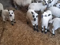 Ram, Cerry Hill sheep — photo 1