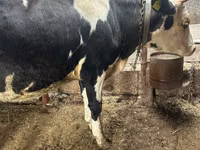 Kuh, Russian Black pied cattle — Foto 2