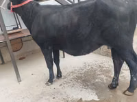 母牛, Cattle — 照片 6