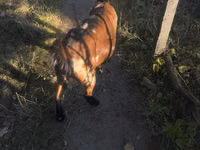 母山羊, Alpine goat — 照片 2